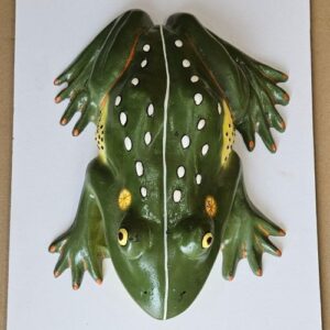 Frog Anatomy Model 16 x 12" Superier Quality