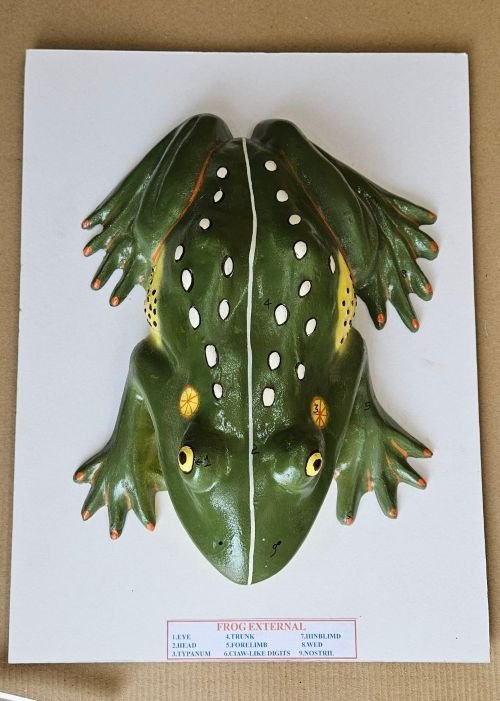 Frog Anatomy Model 16 x 12" Superier Quality