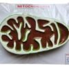 Mitochondria Model on Board Superier Quality