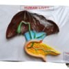 Human Liver On Board 14 x 10" Superier Quality
