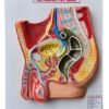 Human Reproductive System Male On Board  Superier Quality