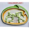 Chloroplast Model on Board 14x 10" Superier Quality