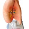 Human Lungs On Stand Superier Quality