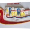 Human Teeth On Board On Board 14 x 10" Superier Quality