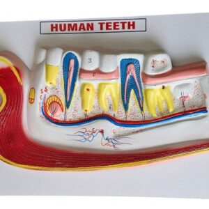 Human Teeth On Board On Board 14 x 10" Superier Quality