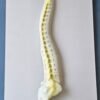 Human Spinal Cord 16 x 10" Superier Quality