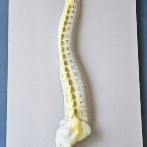 Human Spinal Cord 16 x 10" Superier Quality