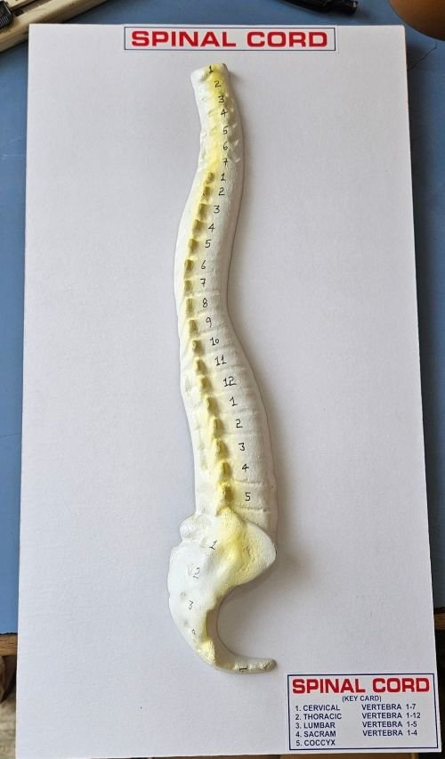 Human Spinal Cord 16 x 10" Superier Quality