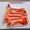 Human Nose On Board 14 x 10" Superier Quality