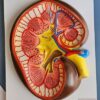 Human Kidney On Board 10 x 14" Superier Quality
