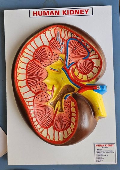 Human Kidney On Board 10 x 14" Superier Quality