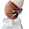 Human Kidney On Stand Superier Quality