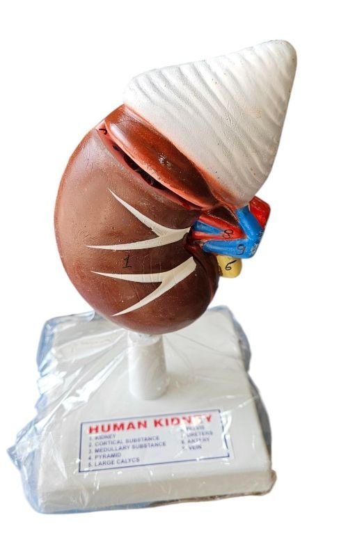 Human Kidney On Stand Superier Quality