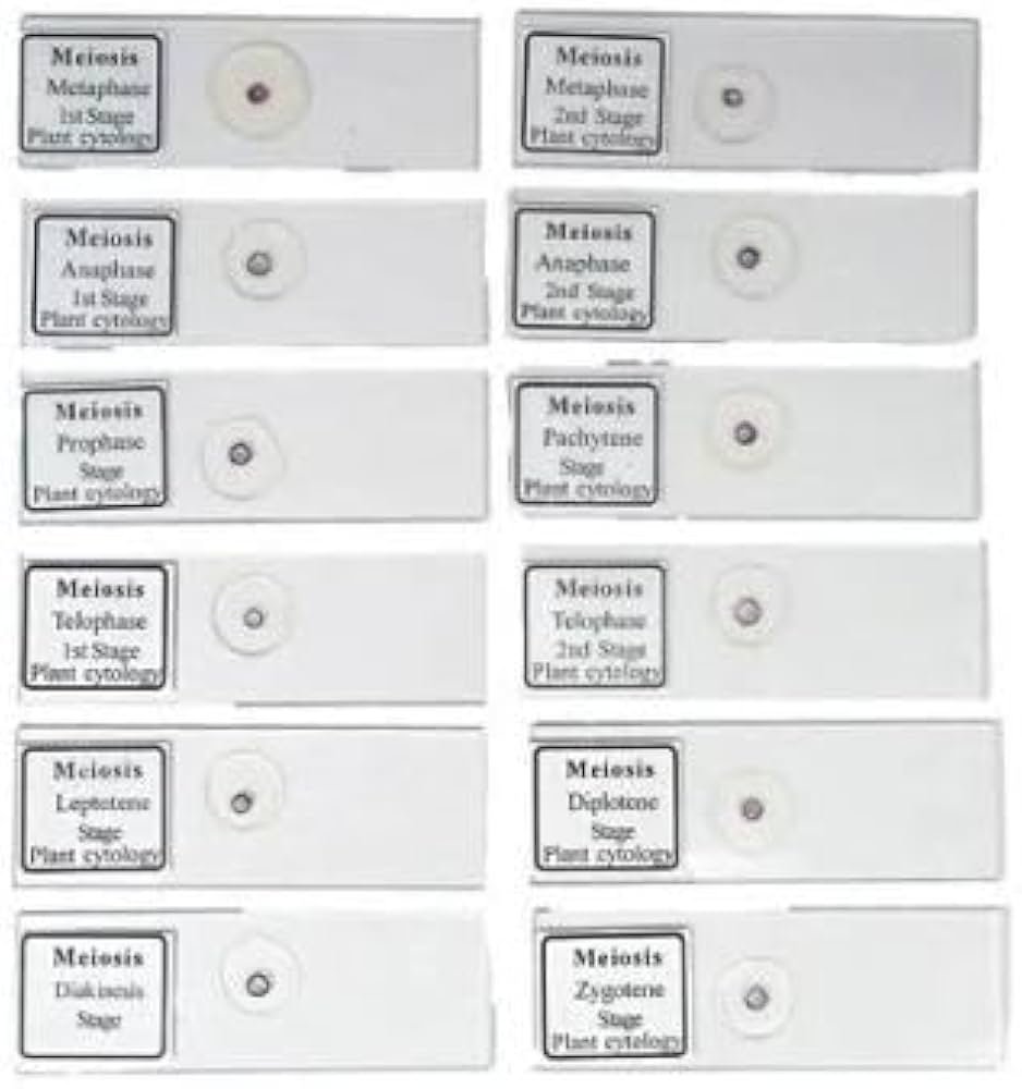 Meiosis Permanent Slide 1 Set (Pack Of 12Pc) Biology