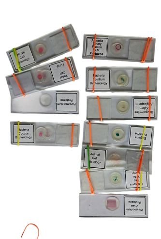 20PCS Biology Glass Prepared Microscope Slide Prepared Slide (Pack Of 20 Pc)