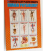 Human Physiology Charts (Set Of 10) Size 30cmx42cm 3D Embossed