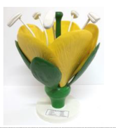 Typical Flower