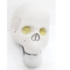 Human Skull