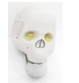 Human Skull