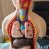 Human Torso Big Size Height Approx 3.5 feet" Superier Quality