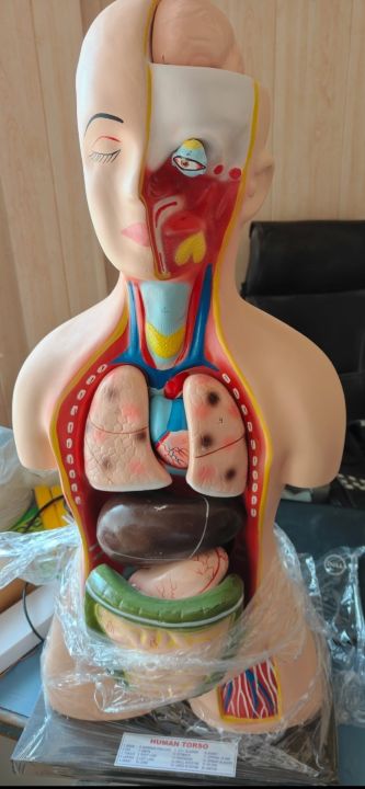Human Torso Big Size Height Approx 3.5 feet" Superier Quality