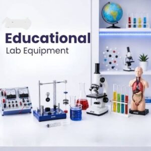 Human Ear Model Ordinary Quality