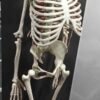Human Skeleton Model 5 feet Long Fiber Superier Quality
