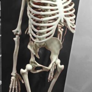 Human Skeleton Model 5 feet Long Fiber