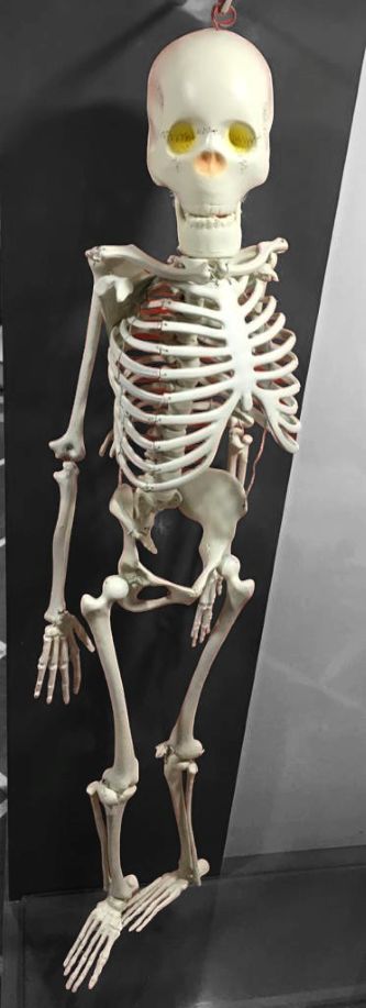 Human Skeleton Model 5 feet Long Fiber Superier Quality