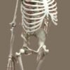 Human Skeleton Model 5 feet Long Fiber