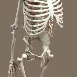 Human Skeleton Model 5 feet Long Fiber