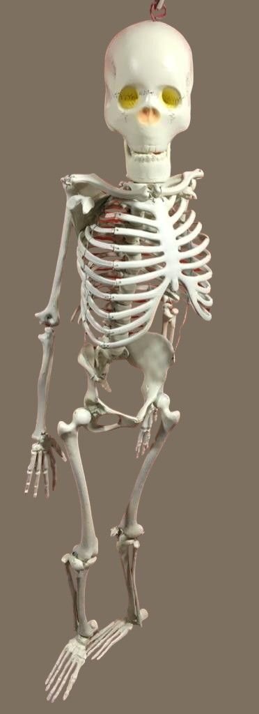 Human Skeleton Model 5 feet Long Fiber