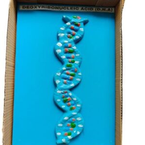 DNA On Board Model Ordinary Quality