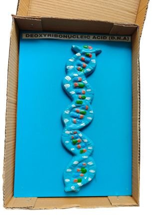 DNA On Board Model Ordinary Quality