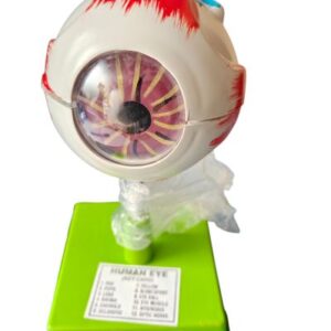 Human Eye Model Ordinary Quality