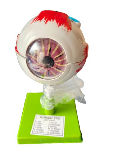 Human Eye Model Ordinary Quality