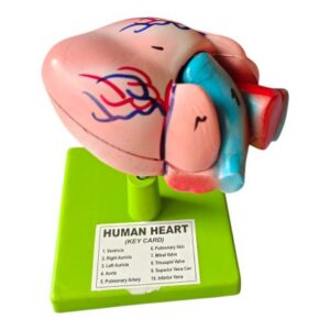 Human Heart Model Ordinary Quality
