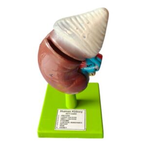 Human Kidney Model Ordinary Quality