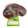 Human Liver Model Ordinary Quality