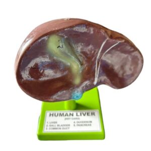 Human Liver Model Ordinary Quality