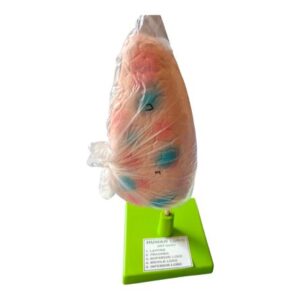 Human Lungs Model Ordinary Quality