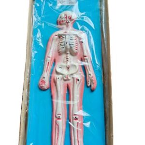Human Skeleton Model Ordinary Quality
