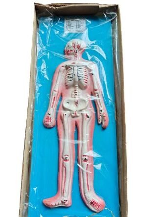 Human Skeleton Model Ordinary Quality