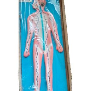 Human Nervour Sysyem Model Ordinary Quality