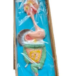 Digestive System Model Ordinary Quality