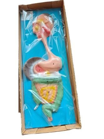 Digestive System Model Ordinary Quality