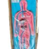 Human Circulatory Sysyem Model Ordinary Quality