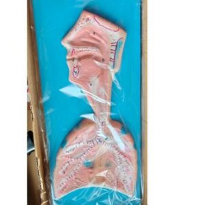 Human Respiratory System Model Ordinary Quality