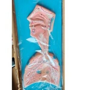 Human Respiratory System Model Ordinary Quality