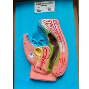 Reproduction Female Model Ordinary Quality